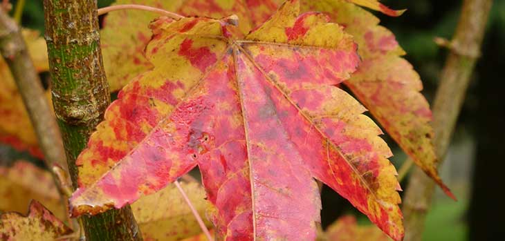 Acer pubinerve Acer pubinerve