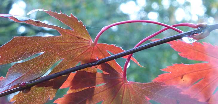 Japanese maple Japanese maple