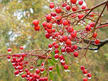 Sorbus scalaris Sorbus scalaris