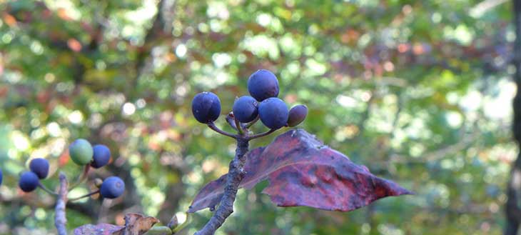 Nyssa sylvatica fruits