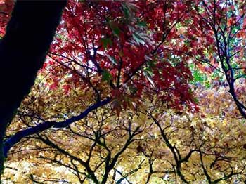 Acer canopies in Acer Glade