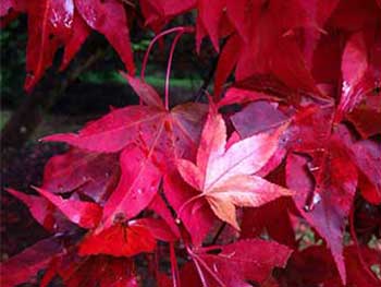 Acer leaves