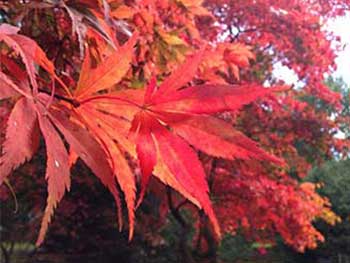 Acer leaves