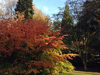 Parrotia persica - Persian ironwood in Colour Circle