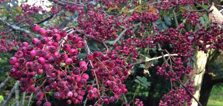 Sorbus pseudohupehensis