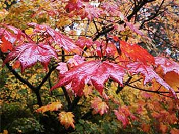 Acer glade Acer glade