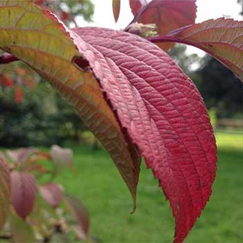 Autumn leaf