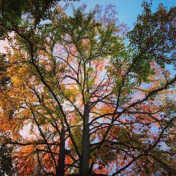 Colourful canopy