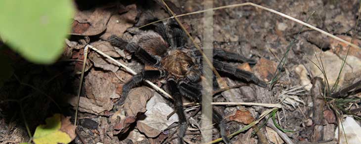 Tarantula Tarantula