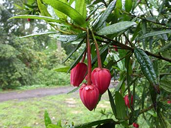 Crinodendron hookerianum