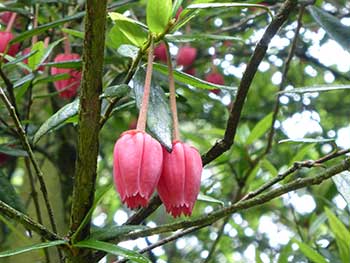 Crinodendron hookerianum