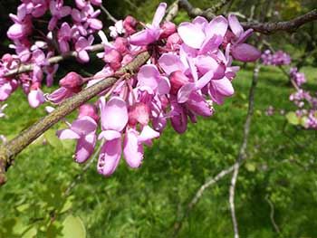 Cercis siliquastrum