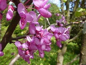 Cercis siliquastrum