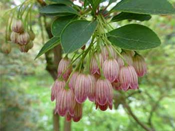 Enkianthus campanulatus