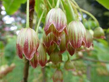 Enkianthus chinensis