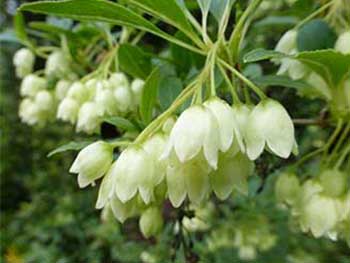 Enkianthus campanulatus f. albiflorus Enkianthus campanulatus f. albiflorus