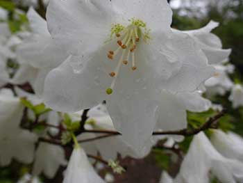 Rhododendron