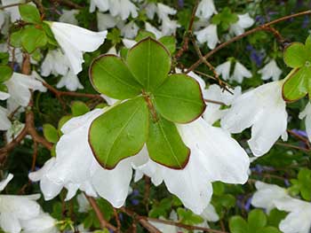 Rhododendron