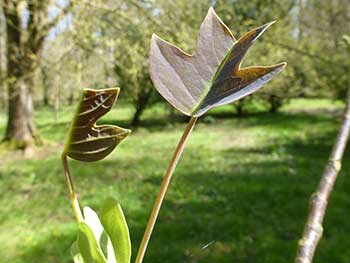 Liriodendron chinense