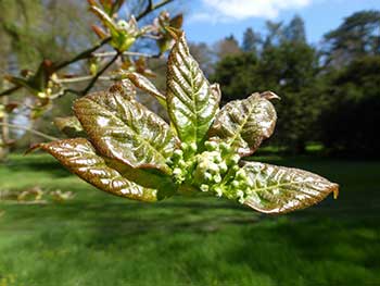 Sorbus keissleri