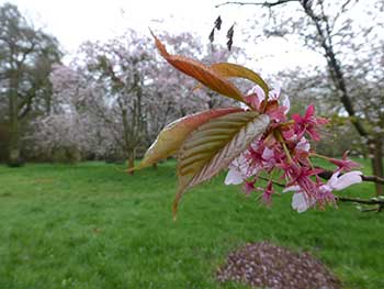 Prunus sargentii