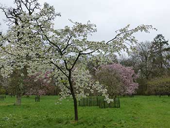 Prunus 'Shirotae Prunus 'Shirotae