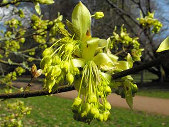 Acer hyrcanum