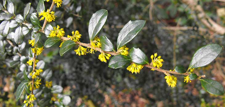 Azara microphylla