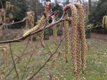 Alnus fauriei