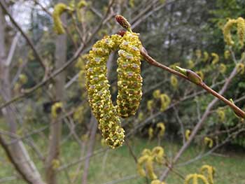 Alnus firma