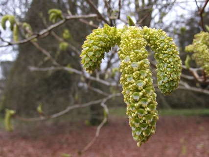 Alnus pendula