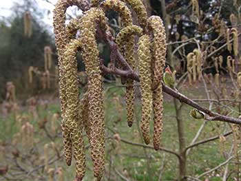 Alnus fauriei