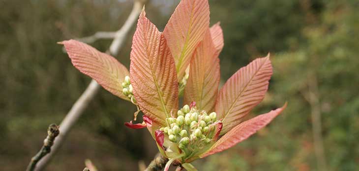 Sorbus megalocarpa