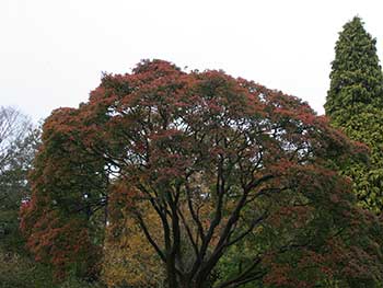 Acer griseum