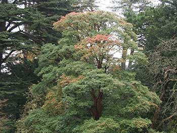 Acer griseum - Lodge Gates