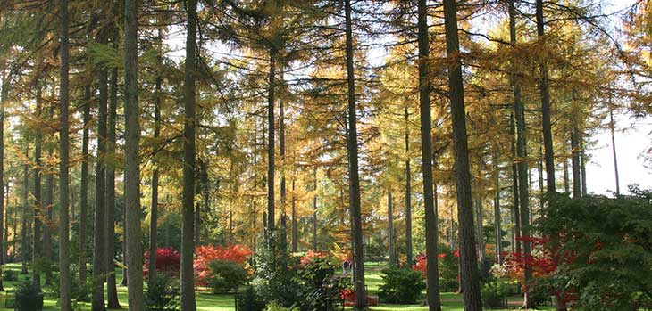 Acer palmatum cultivars and (Larix sp.)