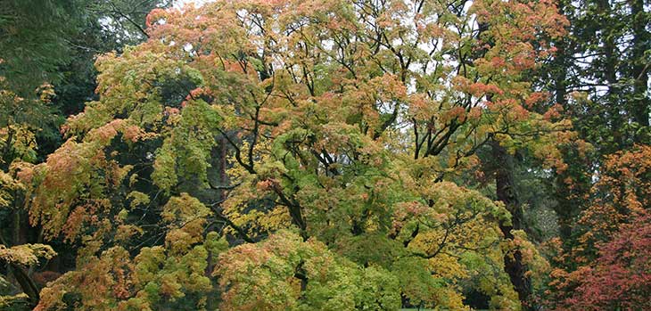 Acer palmatum subsp. Palmatum