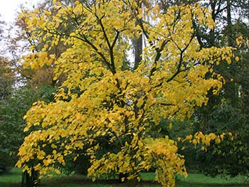 Acer pennsylvanicum