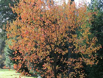 Acer pynathum