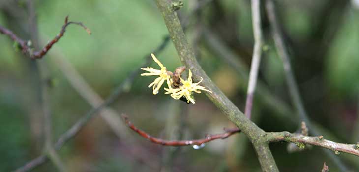 Hamamelis virginian