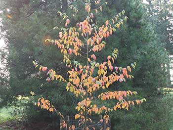 Malus tchonoskii