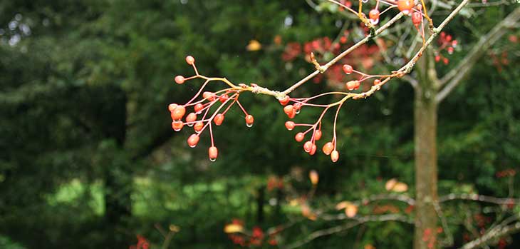 Sorbus alnifolia Sorbus alnifolia