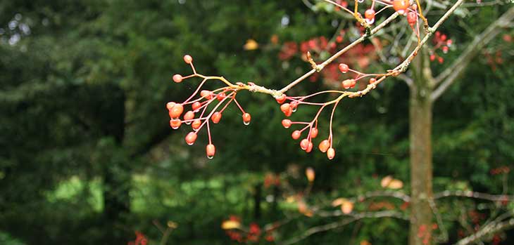 Sorbus alnifolia