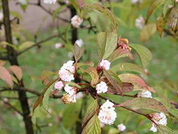 Viburnum x bodnantense ‘Dawn’