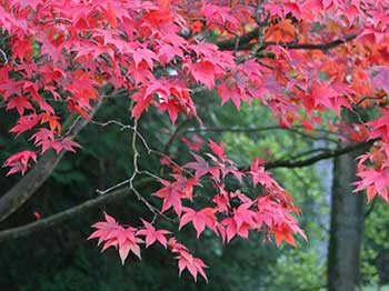 Acer palmatum 'Atropurpureum'