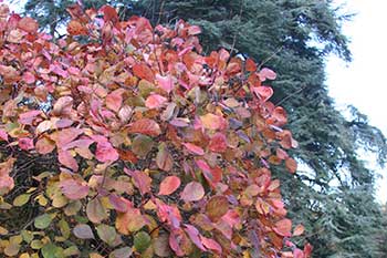 Cotinus coggygria Cotinus coggygria
