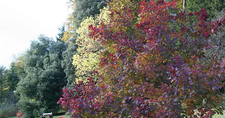 Cotinus ‘Grace’