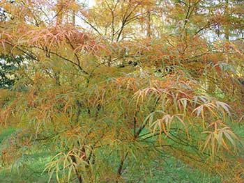 Acer palmatum ‘Shime-no-uchi’
