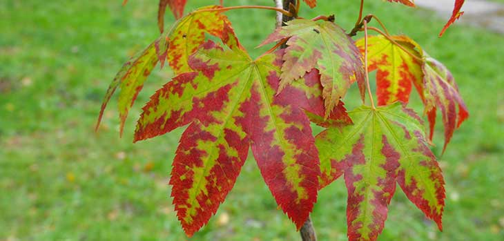 Acer wuyuanense