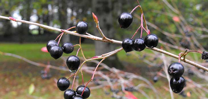 Aronia prunifolia